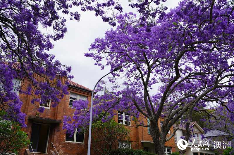 蓝花楹盛放，装扮悉尼春日街头（摄影 沈诗洋）