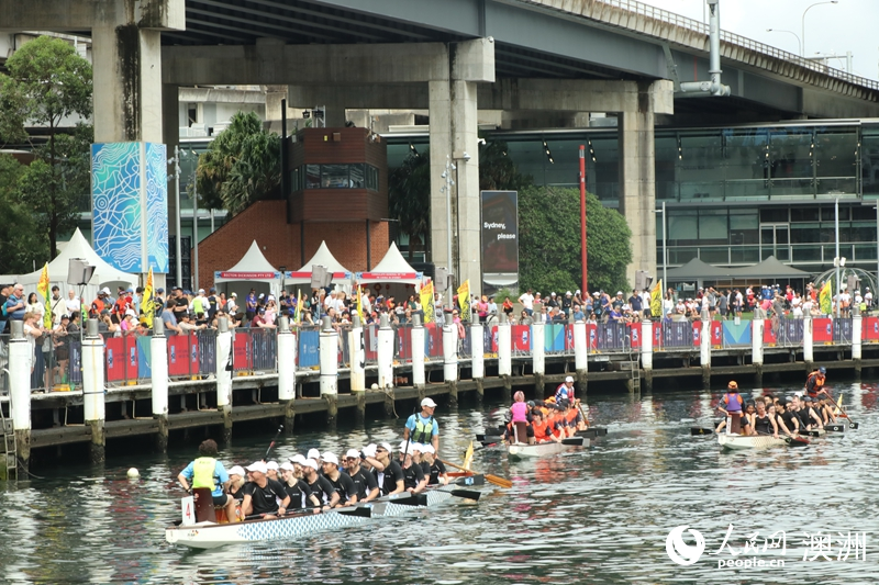 2026悉尼新春龙舟赛吸引众多市民及游客前来观赛（摄影 沈诗洋）
