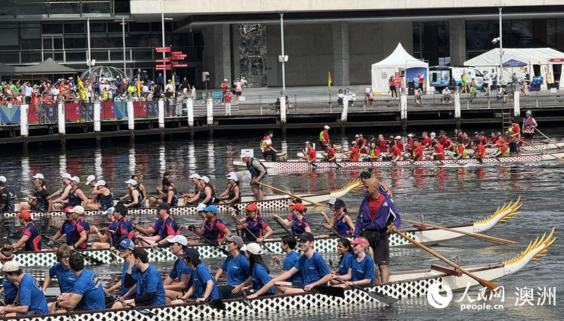 2026悉尼新春龙舟赛在达令港举行（摄影 沈诗洋）